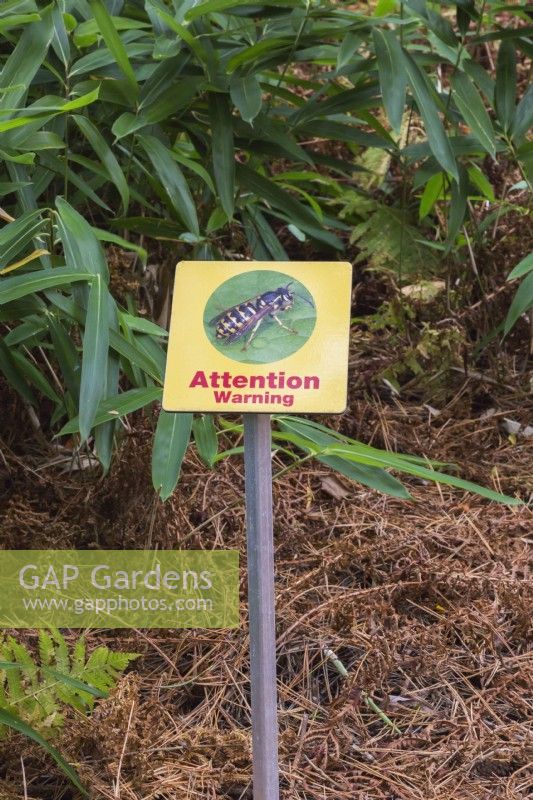 Attention Warning sign with photo of Wasp - Vespidae in border of dry fern leaves in autumn - October