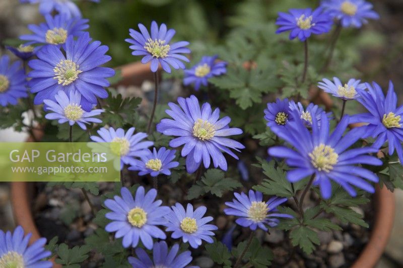 Anemone Blanda Blue in pots in March
spring blue flowering tubers, shady ground cover