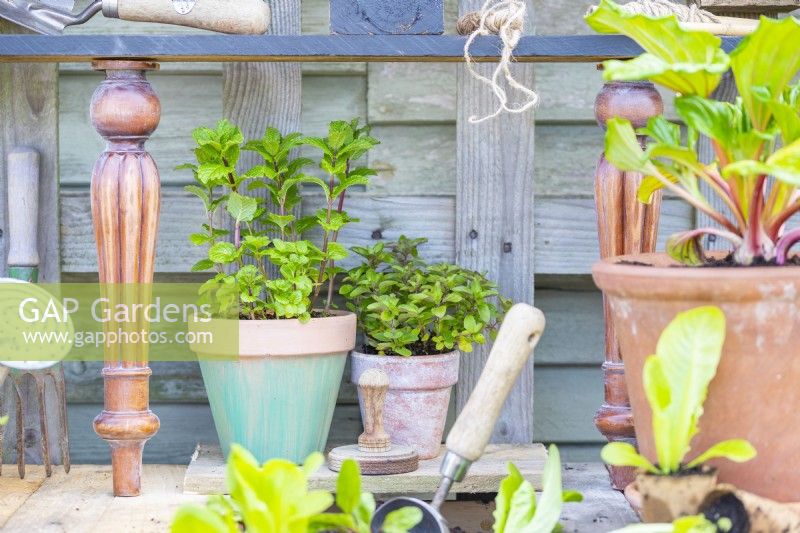 Potted plants under the shelf on the potting bench