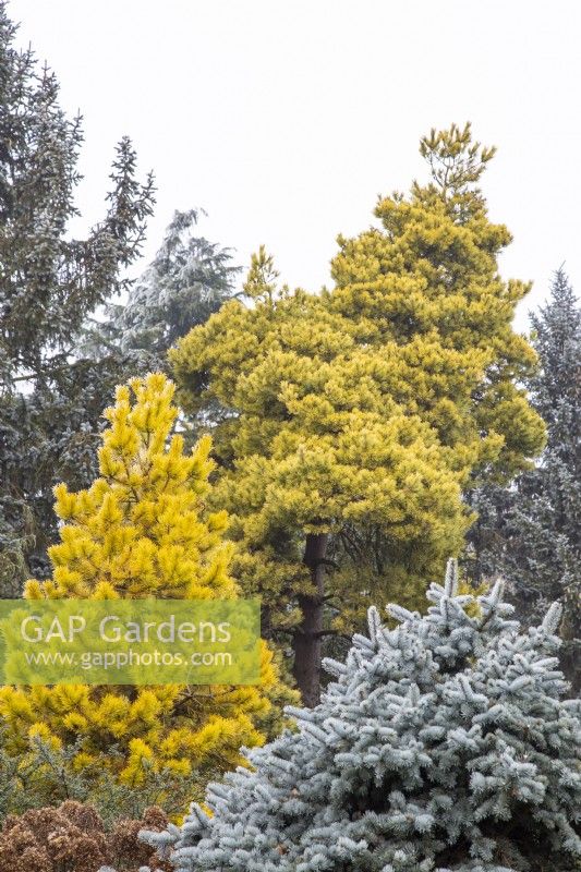 Conifer colour in late winter at Foggy Bottom, The Bressingham Gardens, Norfolk, designed by Adrian Bloom. Picea pungens 'Glauca Prostrata' in foreground, Pinus contorta 'Chief Joseph' centre left, Pinus sylvestris 'Aurea' behind. January 