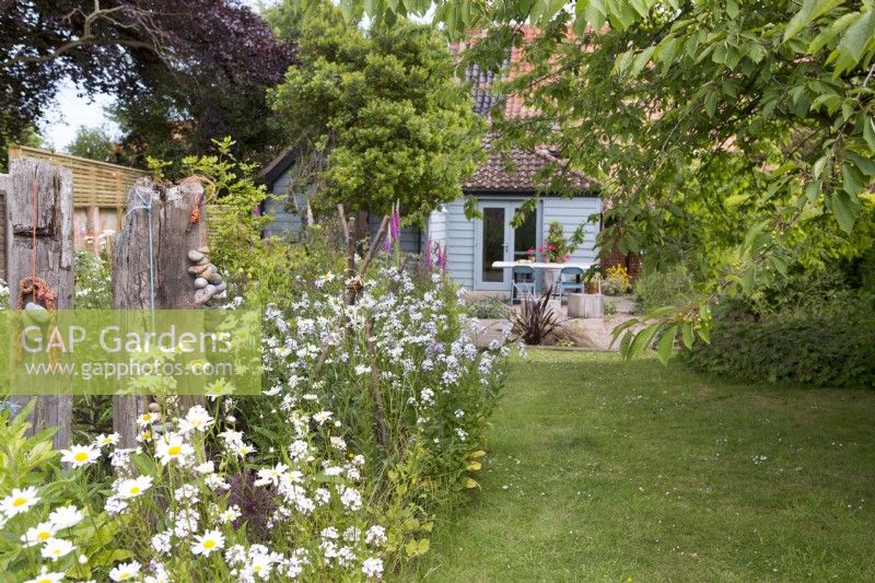 Back garden of country cottage with Phlox paniculata, Ox eye daisy, Leucanthemum vulgare and driftwood sculpture
