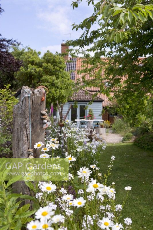 Back garden of country cottage with Phlox paniculata
Ox eye daisy, Leucanthemum vulgare and driftwood sculpture
