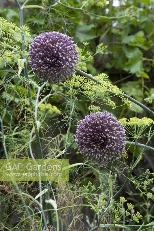 Allium Summer Drummer very tall summer bulb variety over  2 metres growing with yellow flowering herb Fennel
July