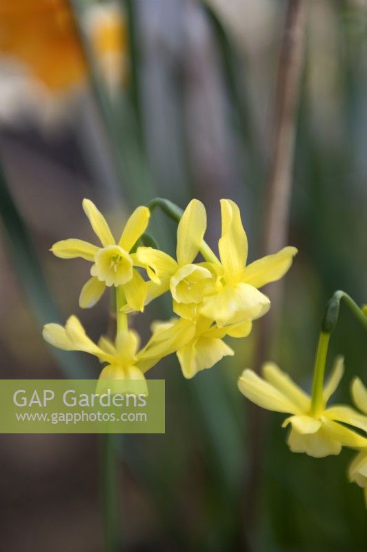Narcissus 'Hawera' dwarf-flowering daffodil. 