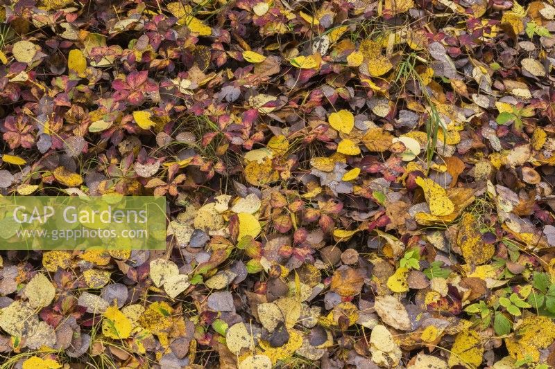 Betula papyrifera - Paper Birch tree leaves fallen in forest undergrowth in autumn - October