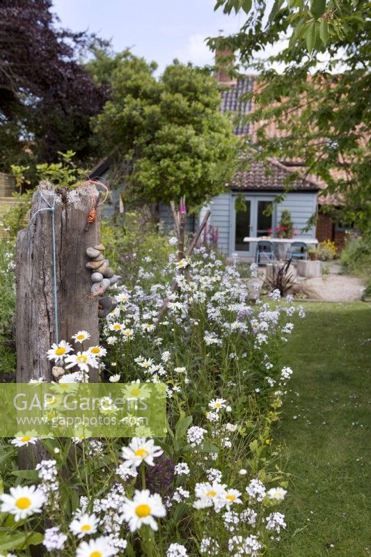 Leucanthemum vulgare in country cottage garden with driftwood sculpture

