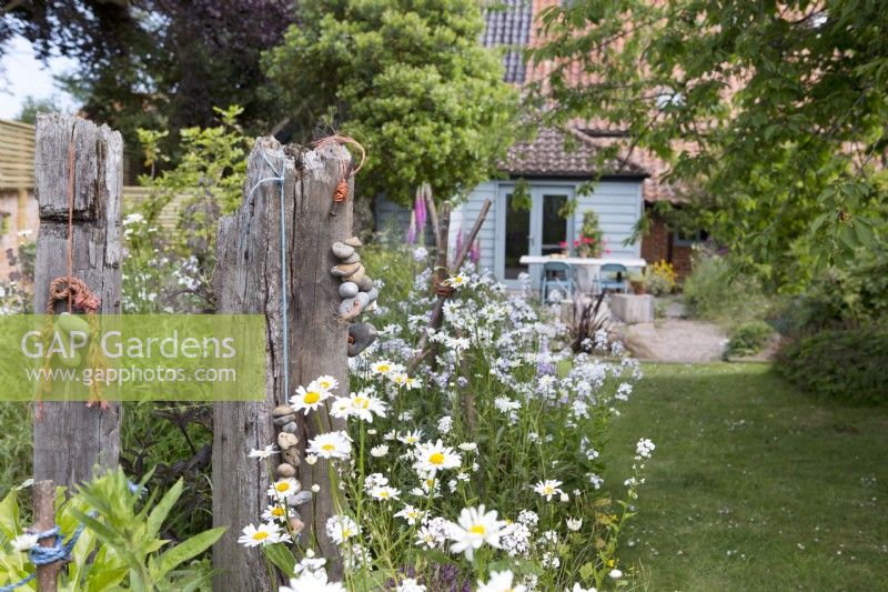 Back garden of country cottage with Leucanthemum vulgare and driftwood sculpture
