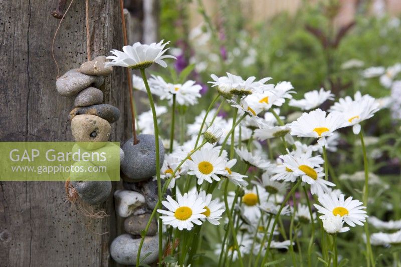 Leucanthemum vulgare in country cottage garden with driftwood sculpture and pebbles
