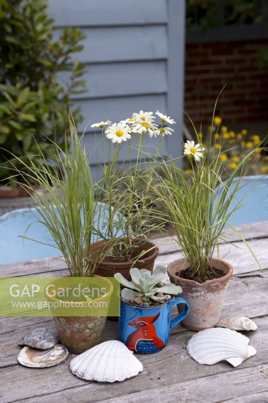 Oxeye daisy, ornamental grass and succulent in terracotta pots on wooden table top