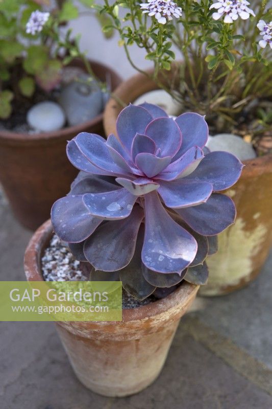 Echeveria runyonii 'Pink Edge' and Iberis sempervirens 'Pink Ice' in small terracotta pots on stone surface
