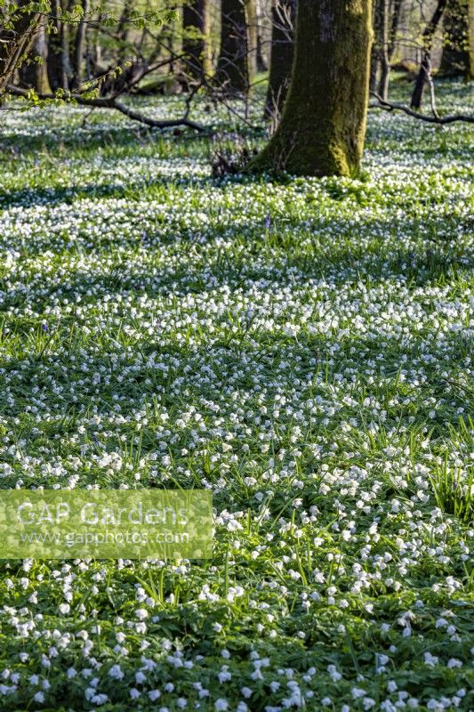 View of a woodland carpeted with Anemone nemorosa in Spring - April
