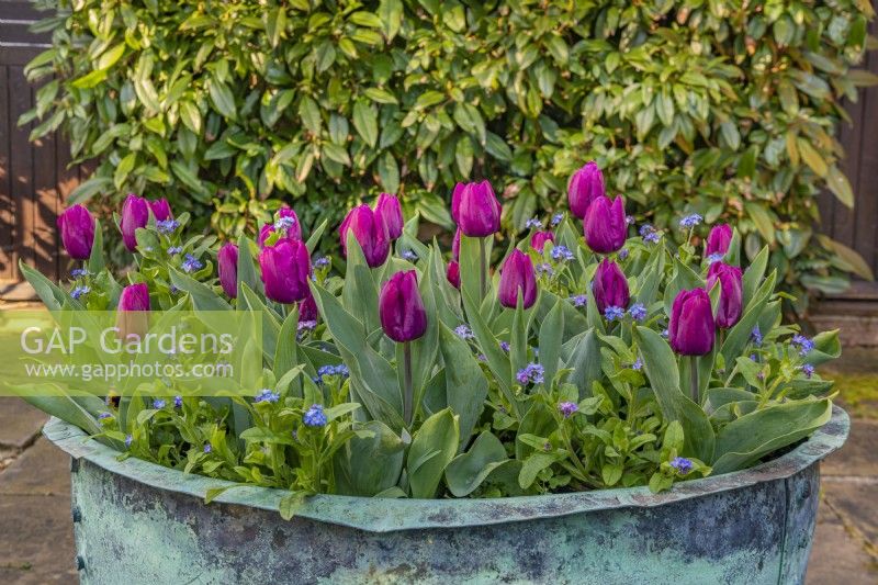 Tulipa 'Purple Prince' flowering with forget me nots in a large container in Spring - April