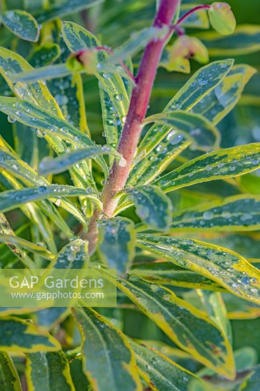Euphorbia x martinii 'Ascot Rainbow' leaves in Spring - April