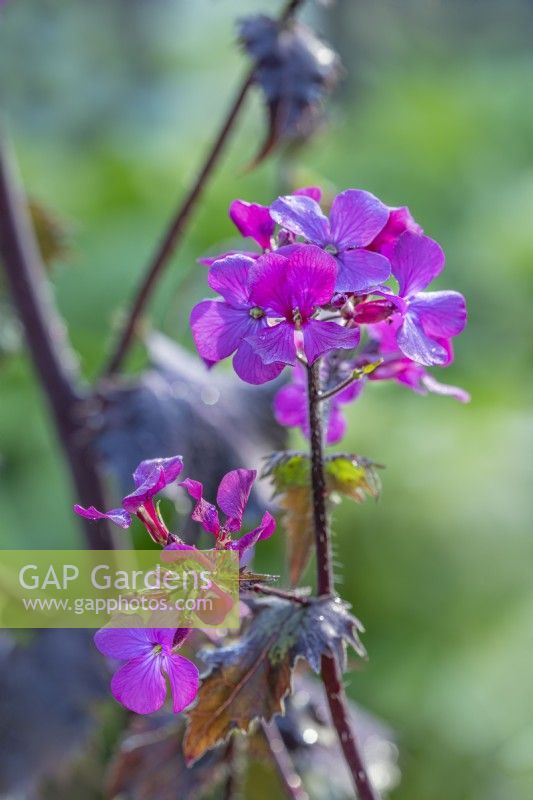 Lunaria annua 'Chedglow' flowering in Spring - April