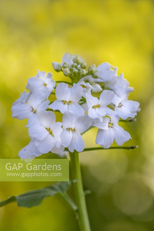 Pachyphragma macrophyllum flowering in Spring - April