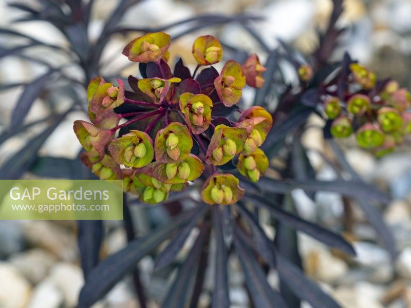 Euphorbia 'Blackbird' in gravel garden April