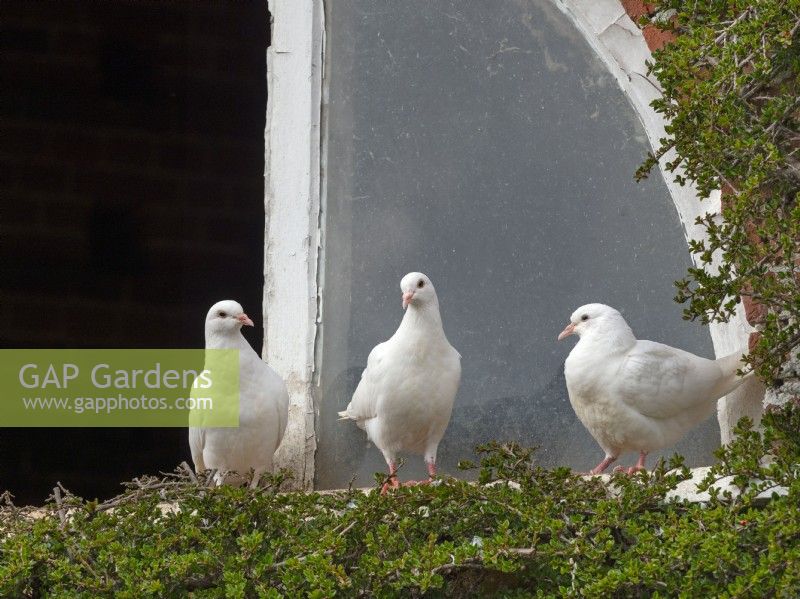 Fan-Tailed Pigeons perched outside dovecot in garden