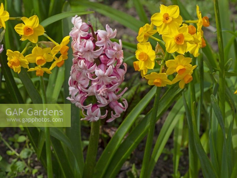 Hyacinthus orientalis 'Pink Pearl' and Narcissus Jonquilla 'Martinette'