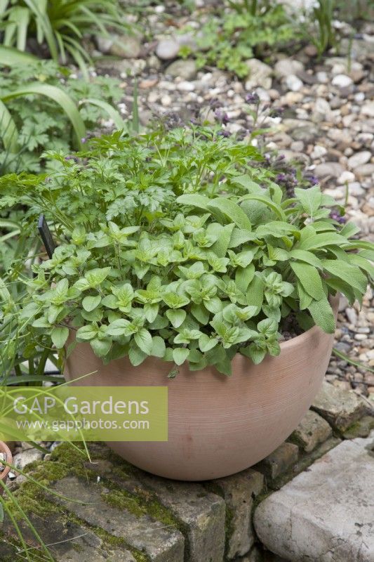Culinary Herbs in pots - Oregano Sage and Flat Parsley in April
scented leaves
