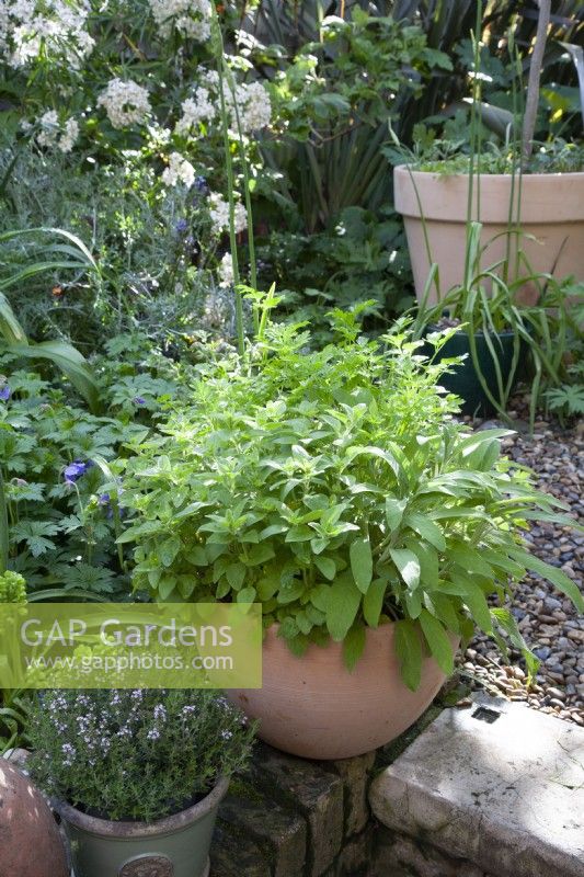 Mixed Culinary Herbs in pot, Parsley Oregano and Sage,
Thyme in glazed pot, 
late May
