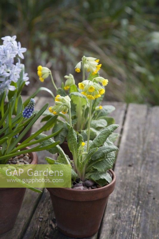 Cowslip Primula Veris in pot on table, with Muscari Touch of Snow and Pushkinia scilloides libanotica striped squills
March