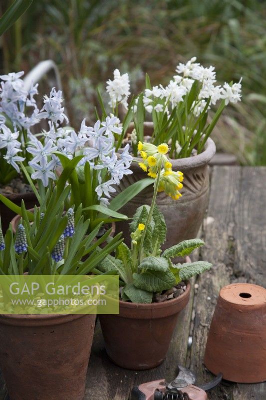 Cowslip Primula Veris in pot on table, with Muscari Touch of Snow and Pushkinia scilloides libanotica striped squills, Scilla Turbergeniana 
March