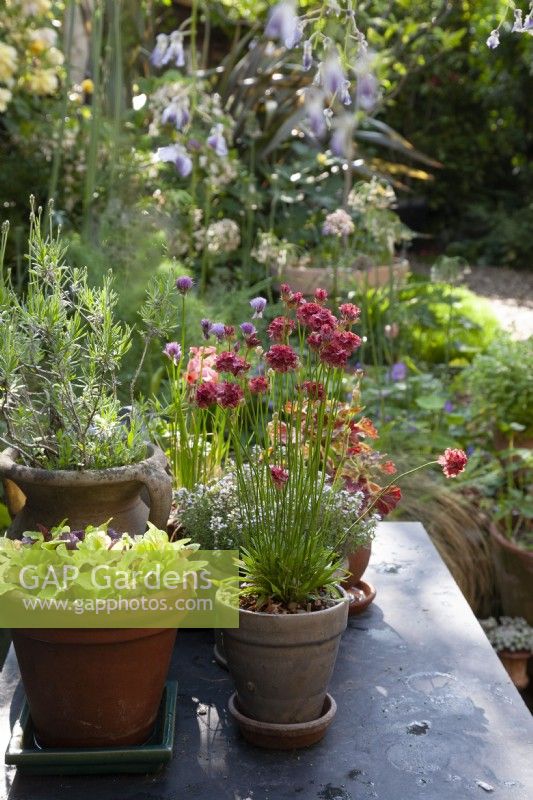 Armeria Ballerina Red in glazed pot on slate table with herbs and vegetables 
June