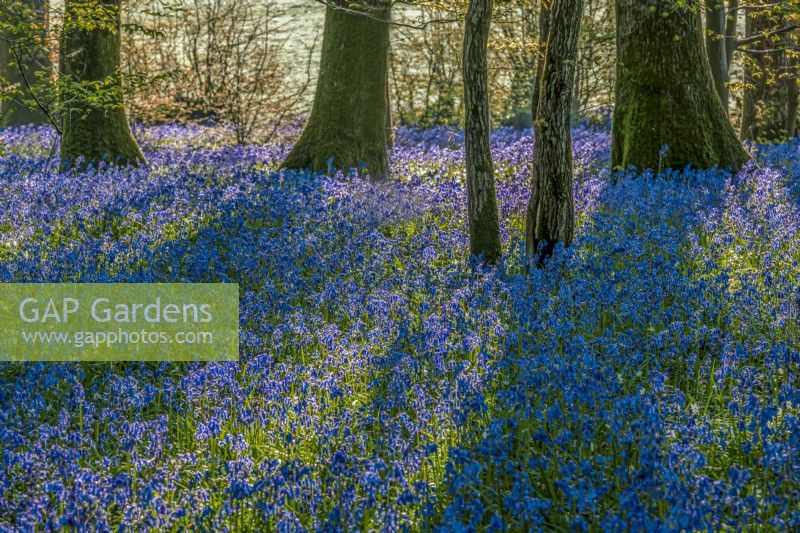 Drifts of native English  bluebells - Hyacinthoides non-scriptus flowering in a woodland in Spring - May