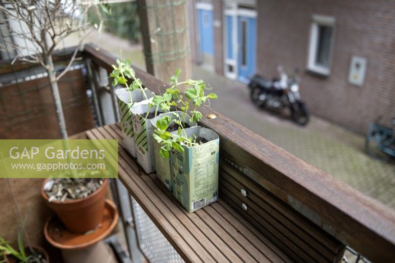 Recycling. 
Old milk cartons reused as pots to grow pea pisum seedlings. 
Upcycled shelf on a balcony. Made from the balconies old wooden decking planks after they were replaced. 