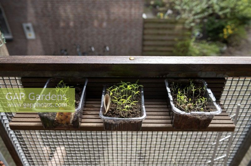 Tomato Solanum lycopersicum and Nigella seedlings growing in re-used mushroom packaging on a balcony. 
Upcycled shelf on a balcony. Made from the balconies old wooden decking planks after it they were replaced. 
