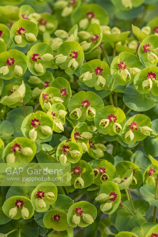 Euphorbia 'Baby Charm' flowering in Spring - April