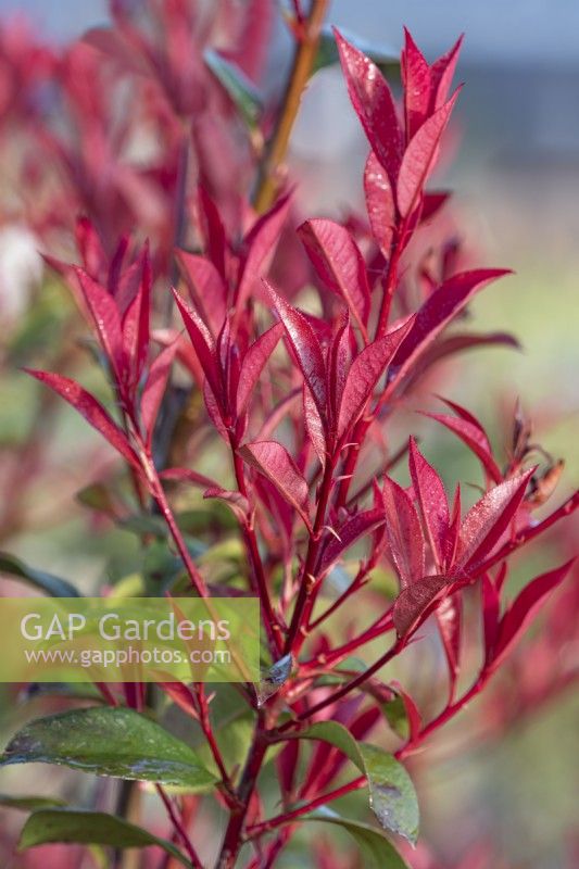 Young foliage of Photinia x fraseri 'Carre Rouge' in Spring - April