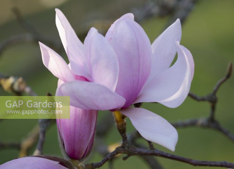 Magnolia sprengeri var diva