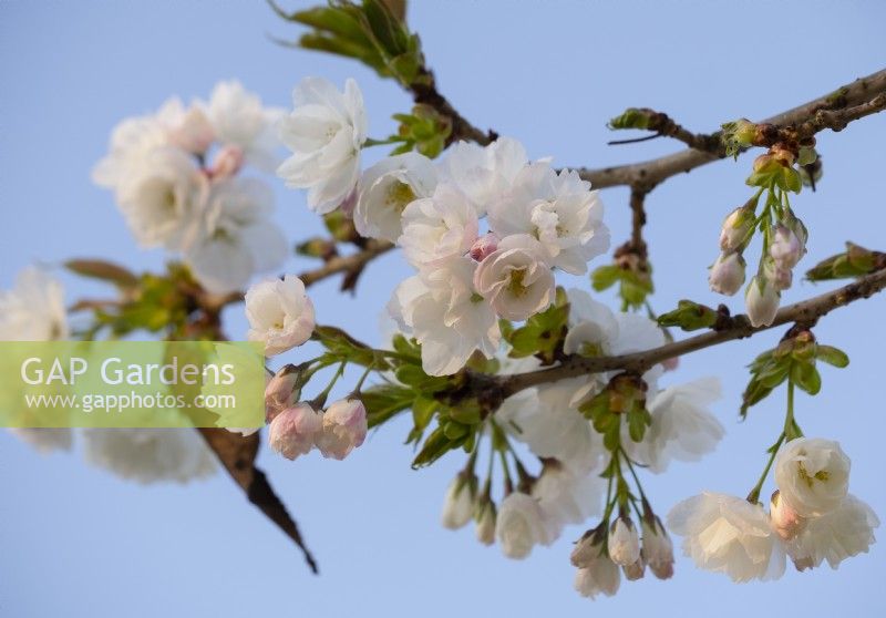 Prunus 'Shirote' - white and pale pink Cherry Blossom