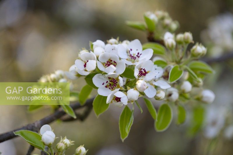 Pyrus ussuriensis var hondoensis - Pear tree blossom