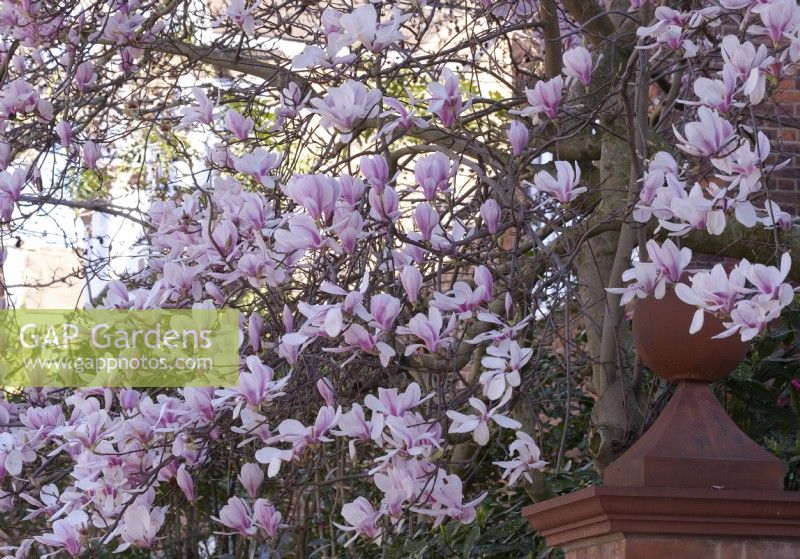 Magnolia soulangeana over a finial in a London front garden