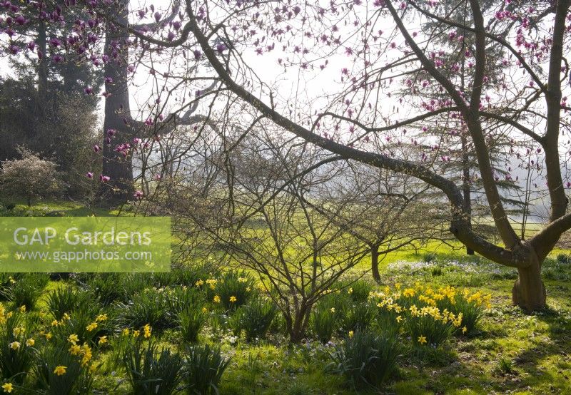 Naturalised Narcissus under Magnolia x soulangeana 'San Jose' in the Spring Garden at Thenford Arboretum.