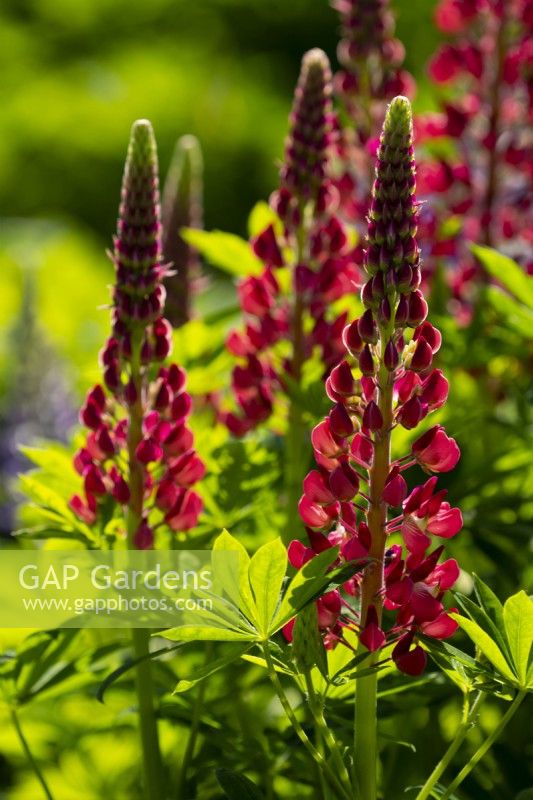 Lupinus  - Lupin 'The Pages' at Waterperry Gardens, Waterperry, Wheatly, Oxfordshire, UK