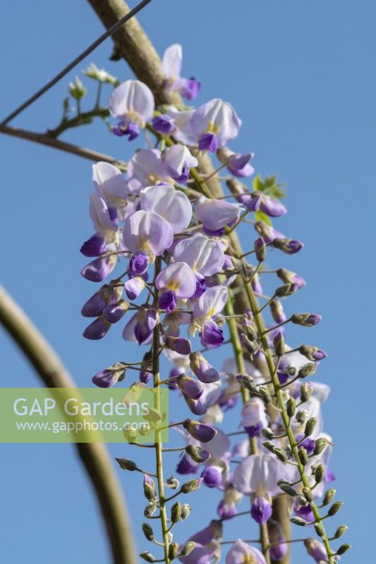Wisteria floribunda on a metal arch at Waterperry Gardens, Waterperry, Wheatly, Oxfordshire, UK