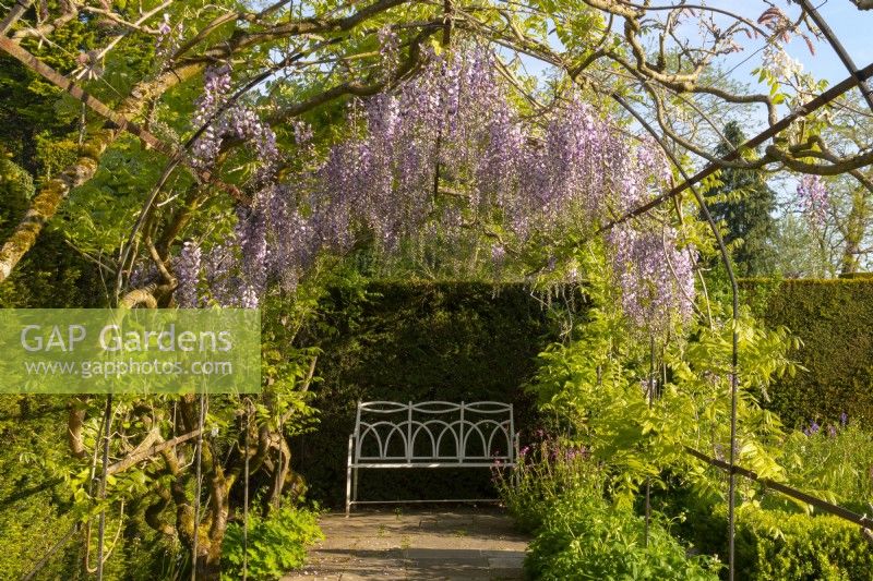 Wisteria floribunda on a metal arch over a garden bench at Waterperry Gardens, Waterperry, Wheatley, Oxfordshire, UK