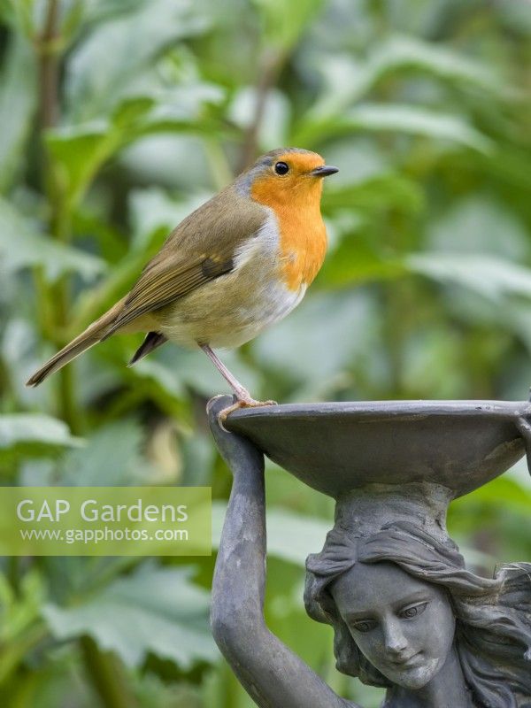 Erithacus rubecula - robin perched on pond fountain sculpture