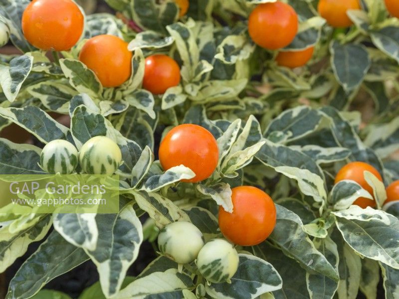 Solanum pseudocapsicum - variegated
