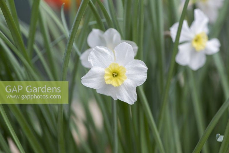 Narcissus segovia - Daffodil