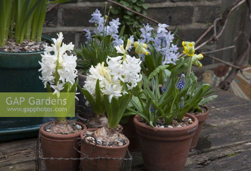 White Hyacinthus in wire basket, Muscari Touch of Snow and Pushkinia Libanotica Pale Blue flowers and Yellow Cowslip Primula Veris on table
 March 