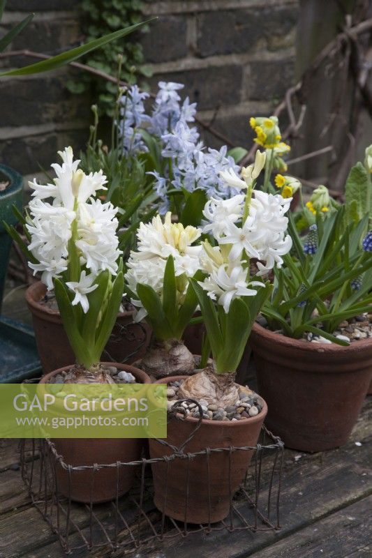 White Hyacinthus in wire basket, Muscari Touch of Snow and Pushkinia Libanotica Pale Blue flowers and Yellow Cowslip Primula Veris on table
 March 