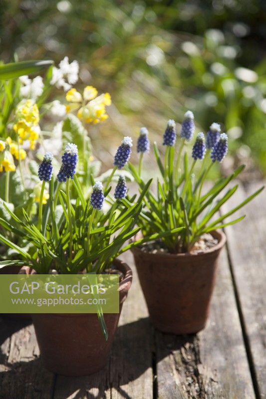 Muscari Touch of Snow Grape Hyacinth
 in pot on table
March