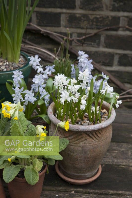 Scilla Turbergeniana white flowers
with Cowslip Primula Veris in pot on table, and Pushkinia scilloides libanotica striped squills, March