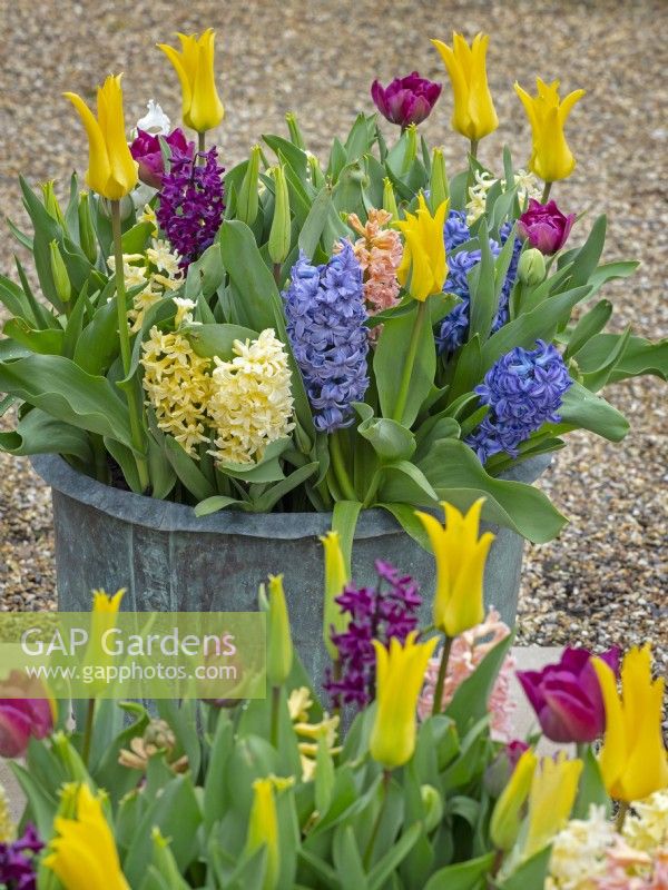 Mixed Tulipa and Hyacinthus in large container