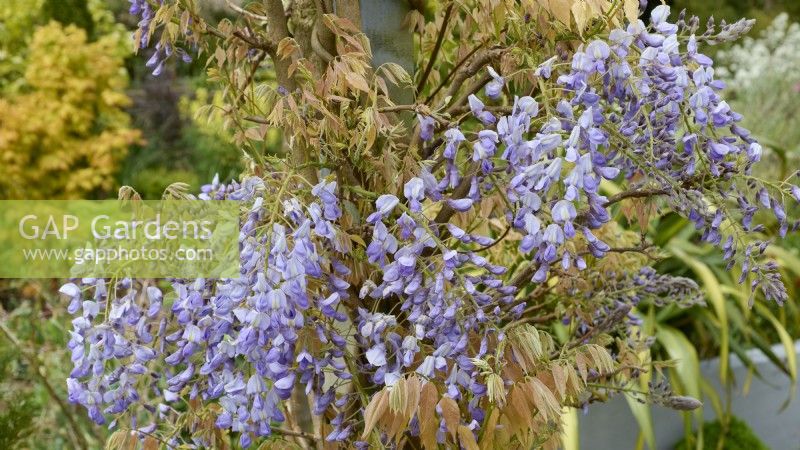 Wisteria floribunda 'Macrobotrys' syn Wisteria floribunda 'Multijuga' - Japanese wisteria