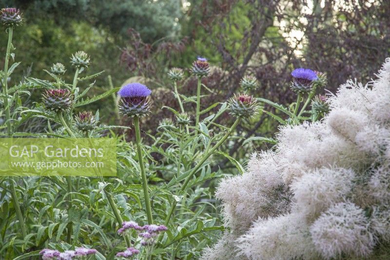 Cynara cardunculus with Cotinus coggygria 'Young Lady' - August
